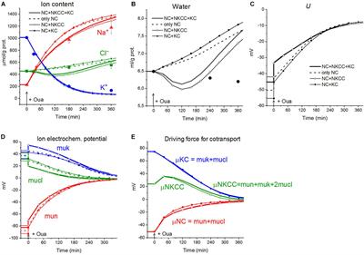 Cation-Chloride Cotransporters, Na/K Pump, and Channels in Cell Water and Ion Regulation: In silico and Experimental Studies of the U937 Cells Under Stopping the Pump and During Regulatory Volume Decrease